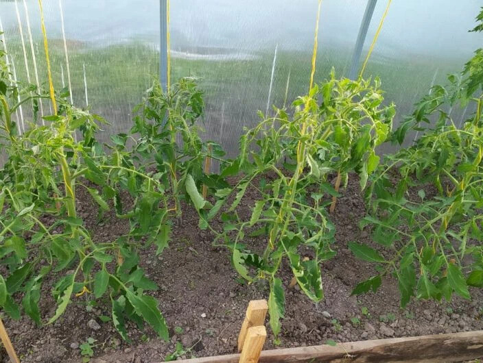 Скрученные листья у томатов в теплице что делать м фото