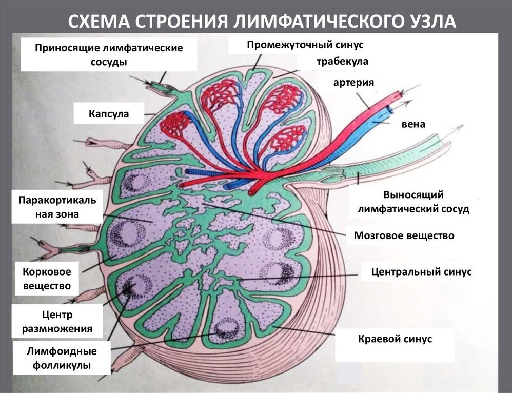 Лимфатический узел рисунок анатомия