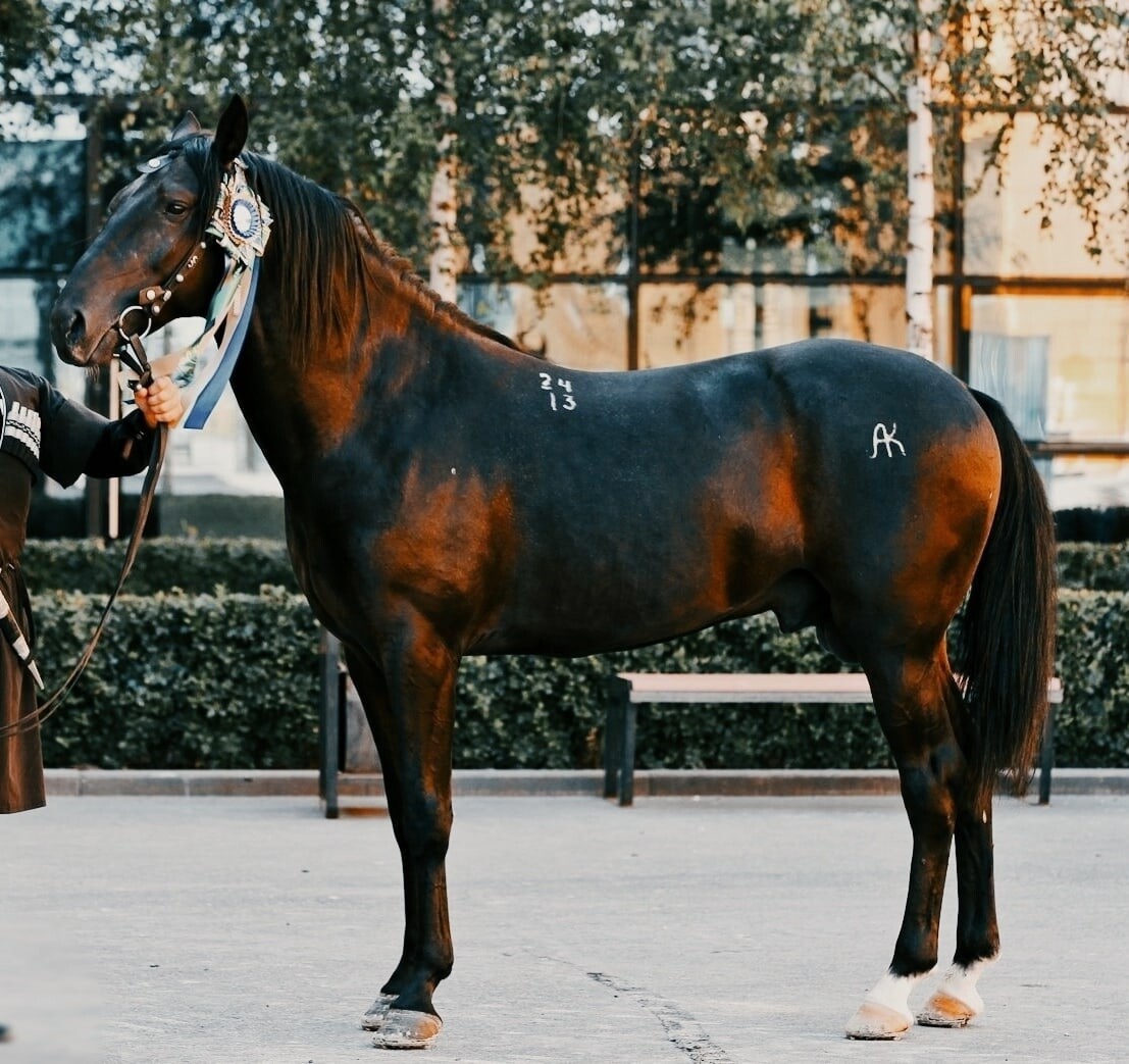 Аукцион лошадей Краснодар