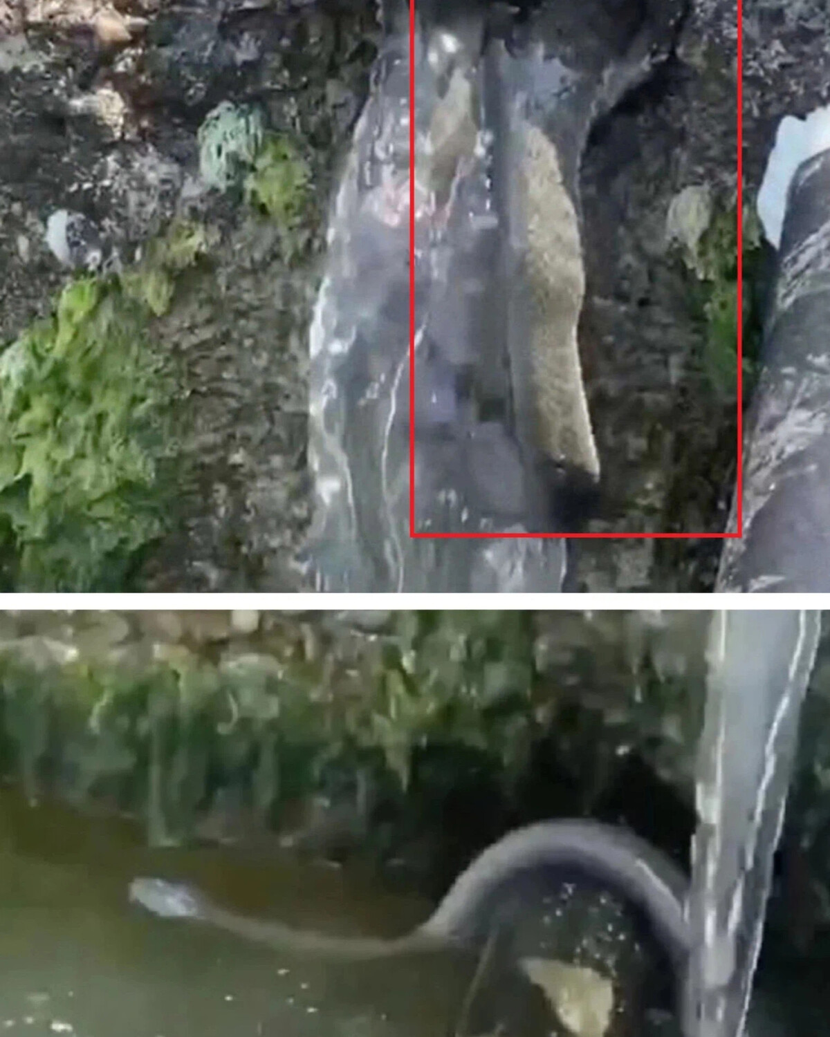 Карадагский змей в анапе. Змея в Анапе. Гигантские черви в водоемах. Гигантская змея в воде. В Анапе выплыла огромная змея.