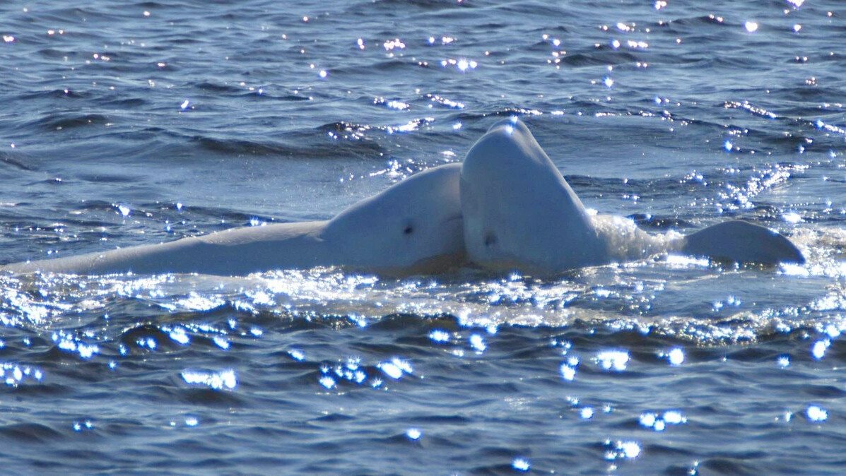 белуха в белом море