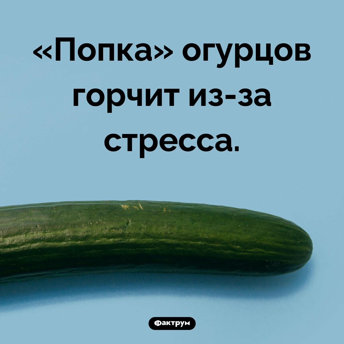 Огурец в жопе фото