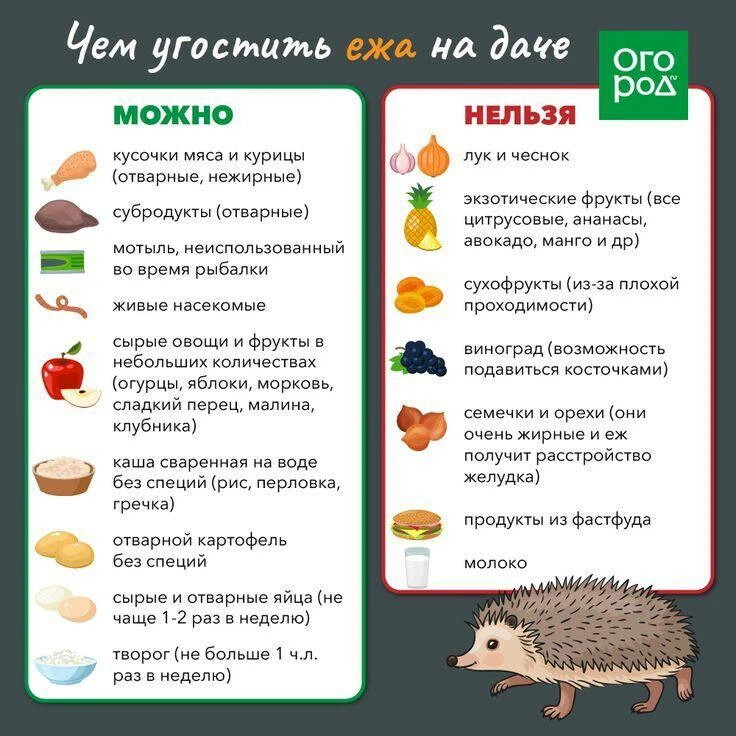 Что можно ежам. Чем угостить ежика на даче. Чем угостить ежа. Чем можно кормить ежика. Чем можно угостить ежика на даче.