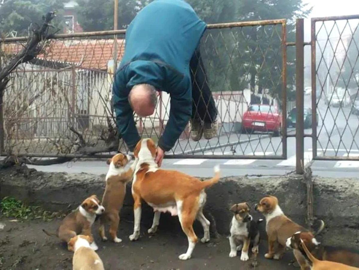 Лабрадор ретривер щенок. Собака смотрит телевизор. Собака ночью. Собака в пледе. Собачники с собаками.