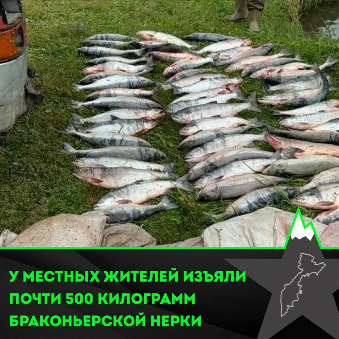 Рыбаки лососёвая путина камчатка. Усть камчатск рыба. Пенжинская рыболовецкая артель. Усть камчатск рыба. Камчатка рыбоперерабатывающий завод.