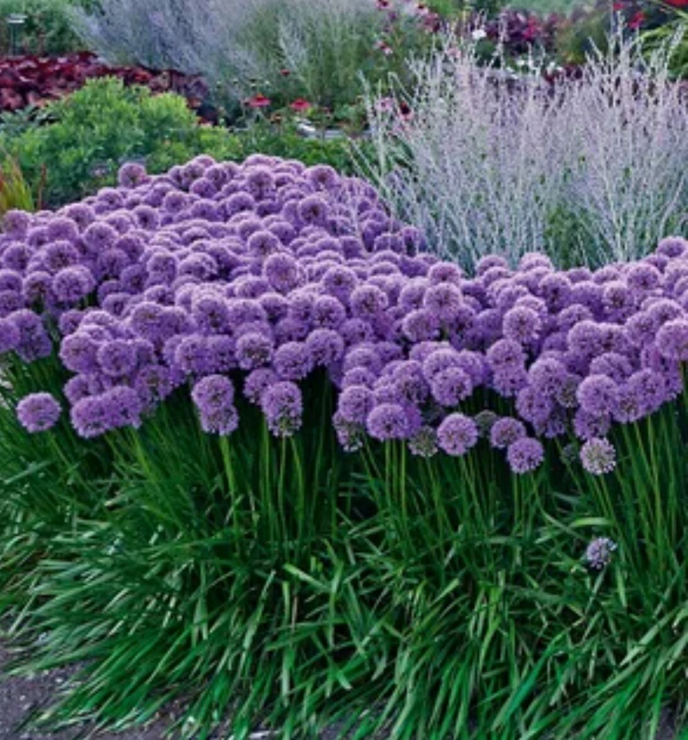 Луки сорта. Аллиум Миллениум -. Лук Allium 'Millennium'. Лук – многолетний цветок аллиум. Лук декоративный Миллениум.