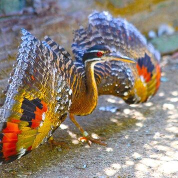 lazy_smart_crop_356x356