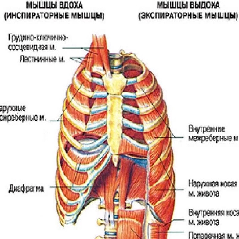 Дыхательные мышцы. Дыхательные мышцы инспираторные таблица. Мышцы вдоха и выдоха основные и вспомогательные. Основные и вспомогательные инспираторные и экспираторные мышцы. Инспираторные дыхательные мышцы.