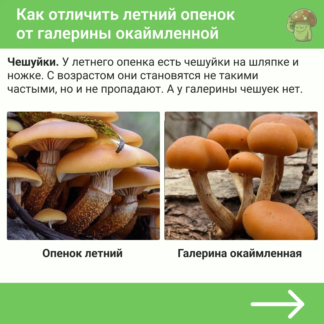 Опята и ложные как отличить Южный Город