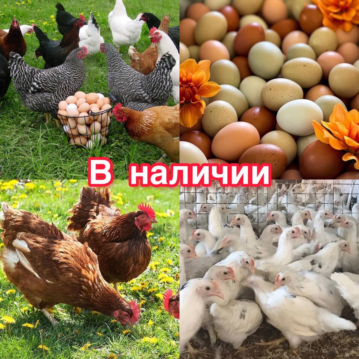 пасхальный доминант куры фото