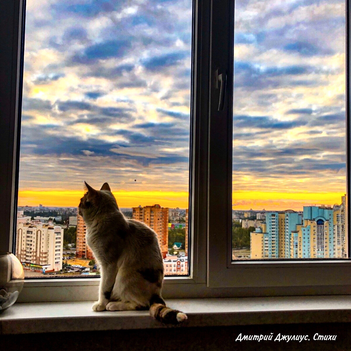 Подхожу к окну и вечер. Кошка на подоконнике. Кот на окне. Котик у окна. Кошки на окошке.