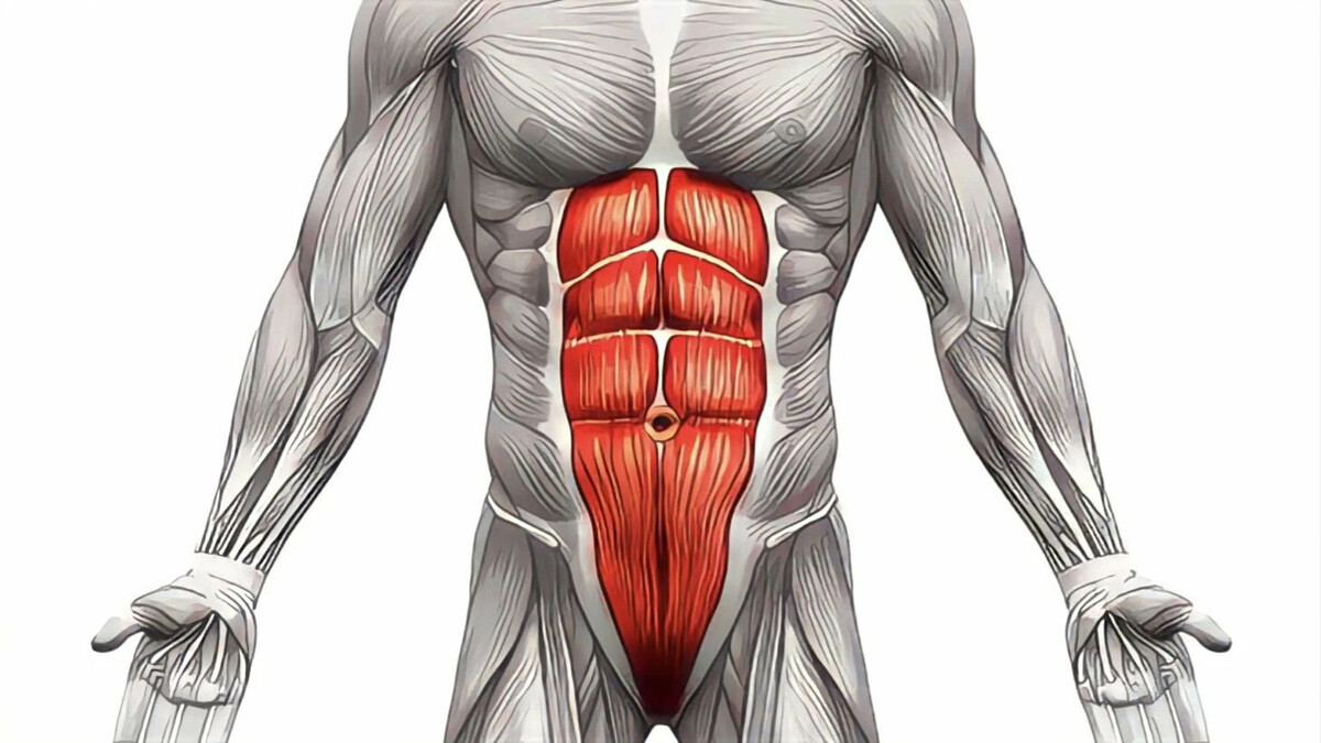 Fascia transversalis мышцы живота