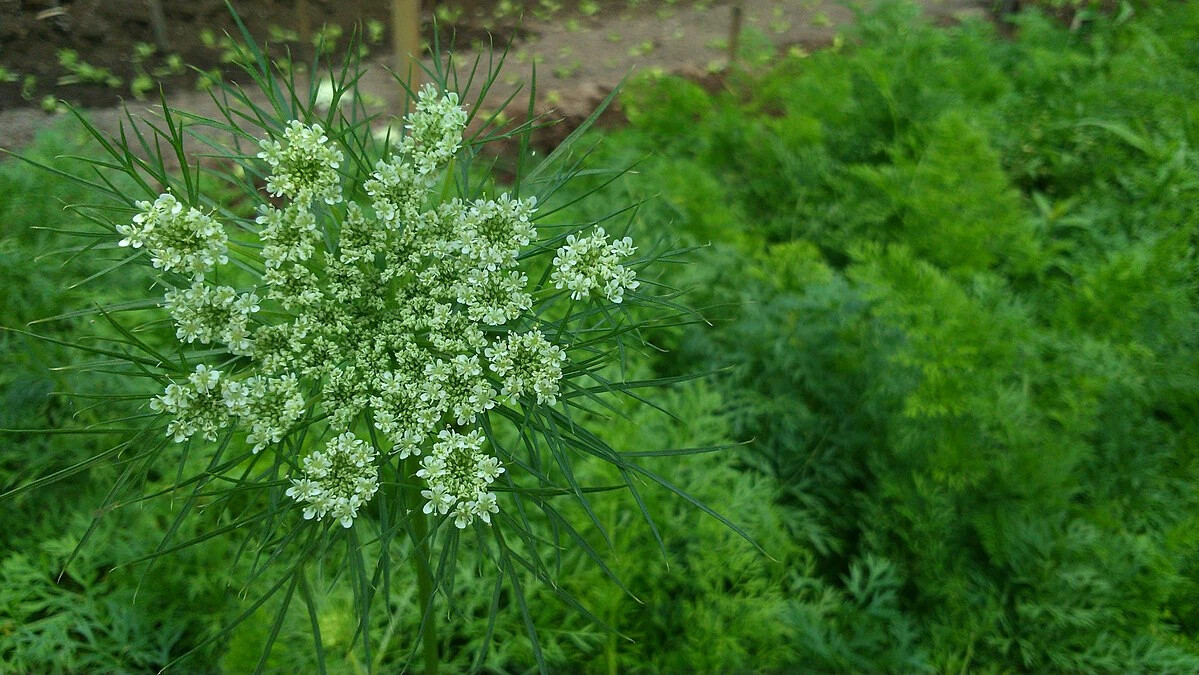 Цветение моркови фото