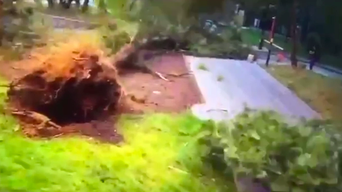 Сломанные ветки в лесу. Убило упавшим деревом. Убило упавшим деревом. Ураган страшные кадры. Погибшее дерево воздухе.