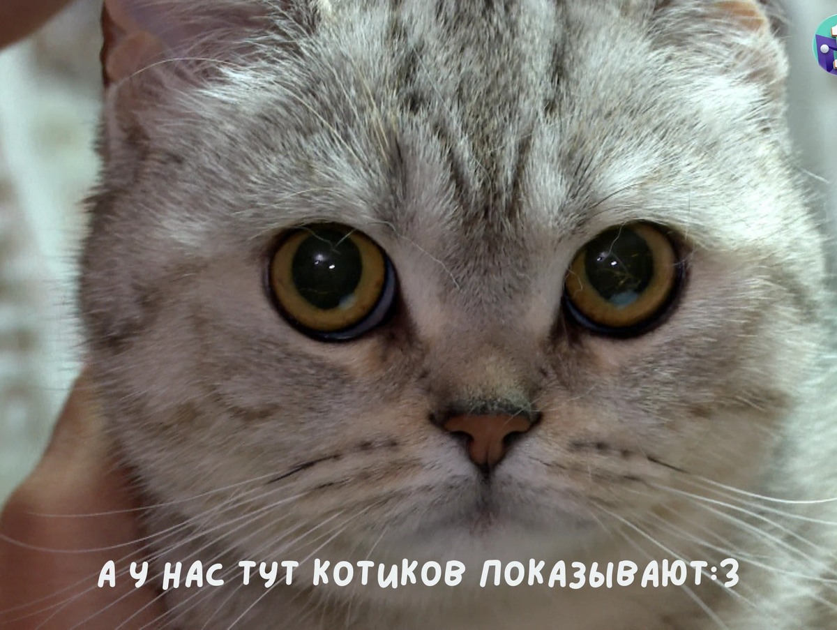 Цяжко дыхаэ. Кот вздыхает мем. Тяжко вздыхает. Кот мем. Heavy breathing мем.