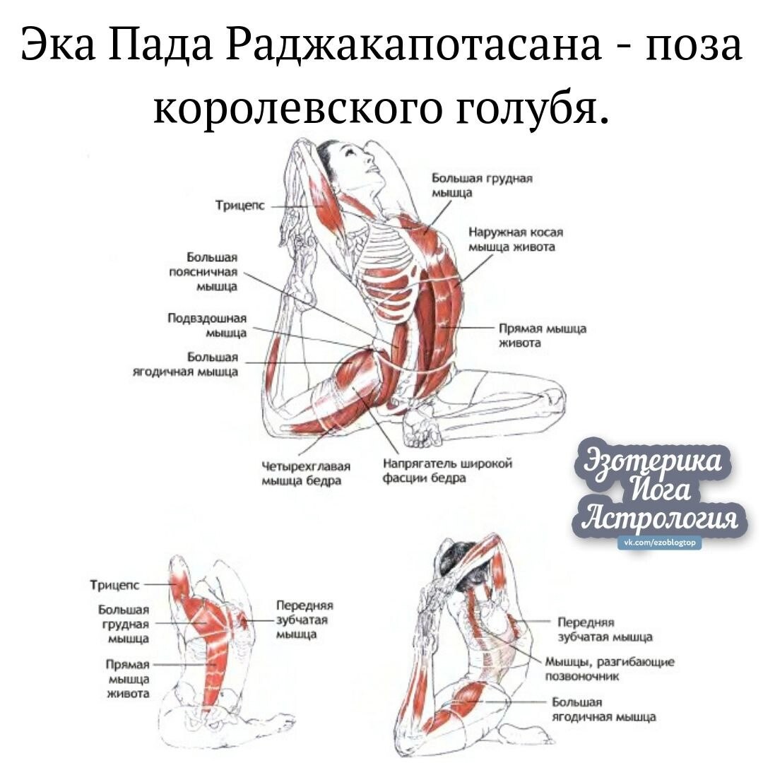 Пада т. Эка Раджакапотасана поза голубя. Пада Раджакапотасана. Эка пада Раджакапотасана Айенгар. Эка пада Раджакапотасана техника выполнения.