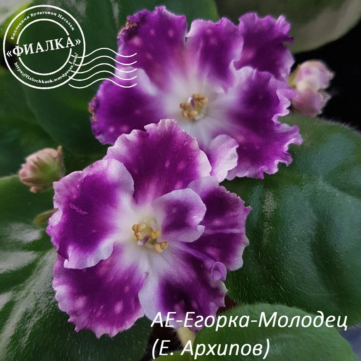фиалка ек храм солнца