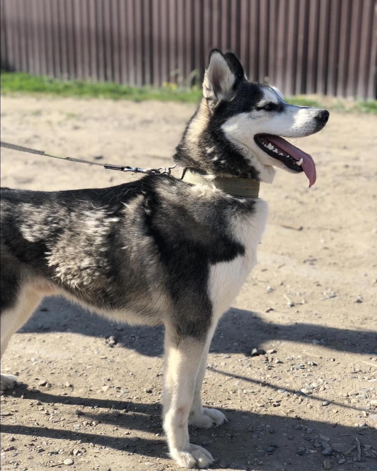 пес вопрос. ной собачка. собаки из питомца. кот и пес приют территория надежды бурятия. кот и пес приют территория надежды бурятия.
