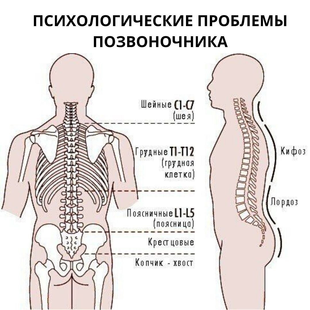 Схема позвоночника пояснично крестцового отдела позвоночника