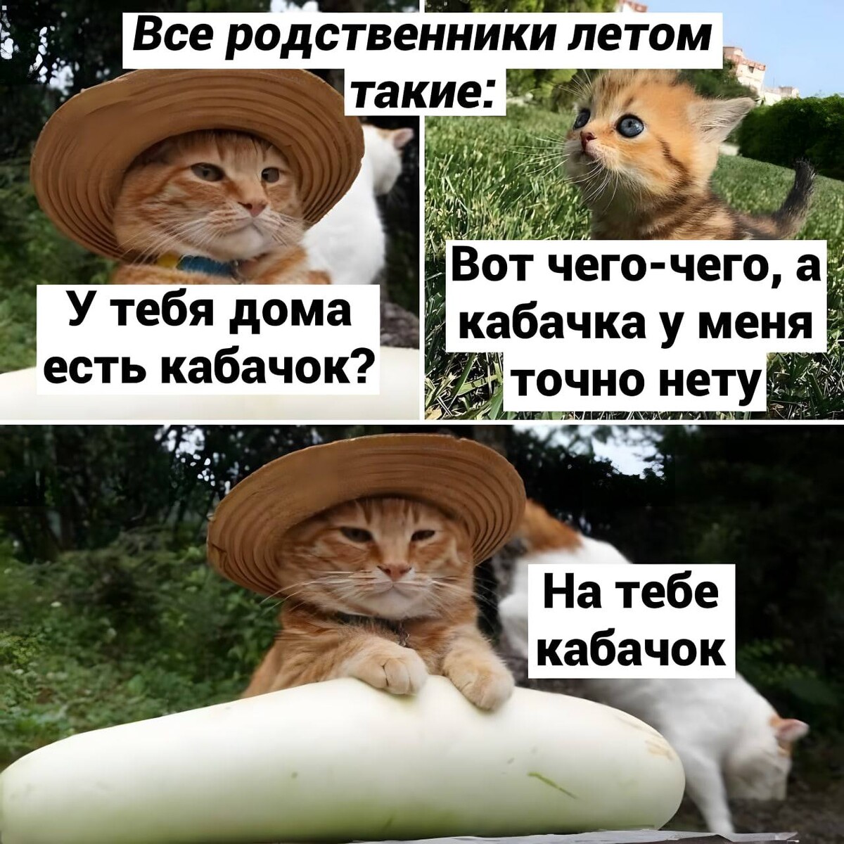 Кот с кабачком мем