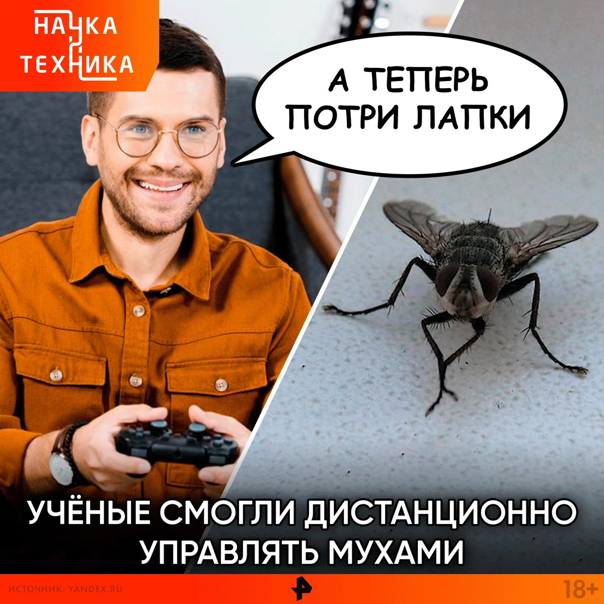 У мух есть мозги