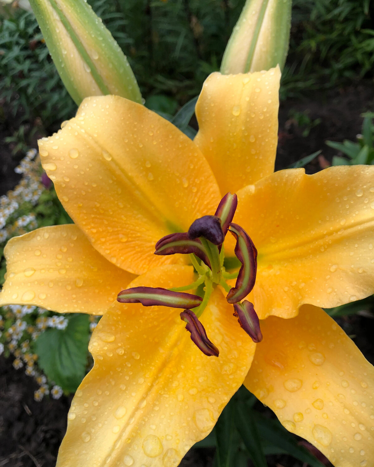 Photo Lily Eldoret About-garden.com