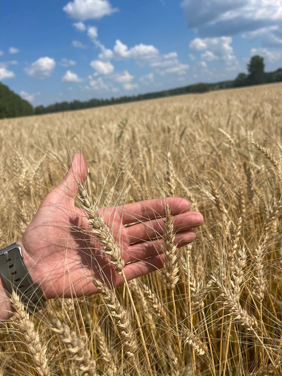 Новый кировец 2022. Граблить озимую пшеницу трактором. Новый кировец. Несовхоз. Несовхоз.