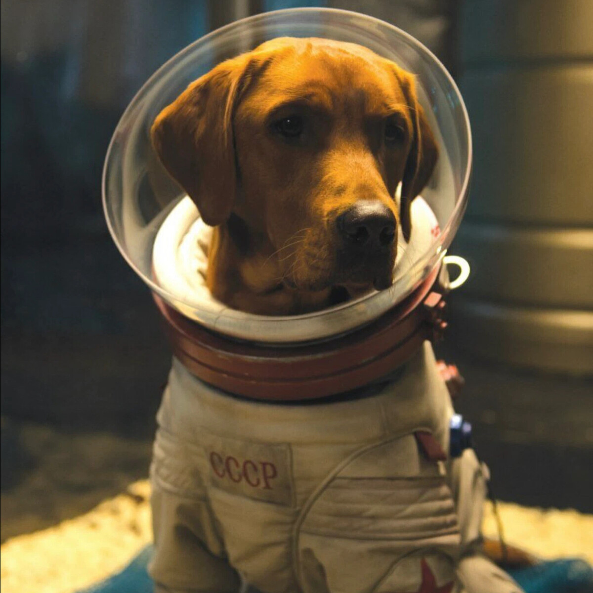 Space dogs. Собака в скафандре. Собаки космонавты. Собака в костюме Космонавта. Космо собака.