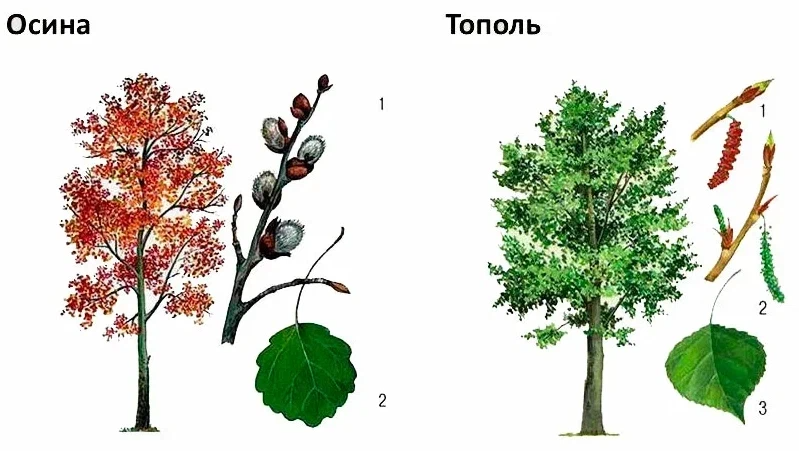 Тополи тополя разница. Осина обыкновенная Тополь дрожащий. Деревья осина и Тополь. Листья деревьев тополя осина. Тополь осина ольха.