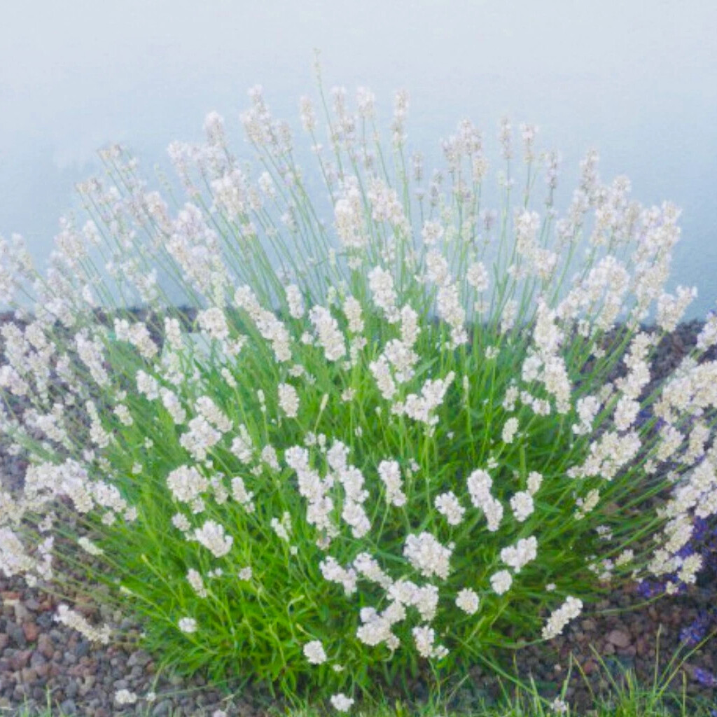 Лаванда узколистная Edelweiss