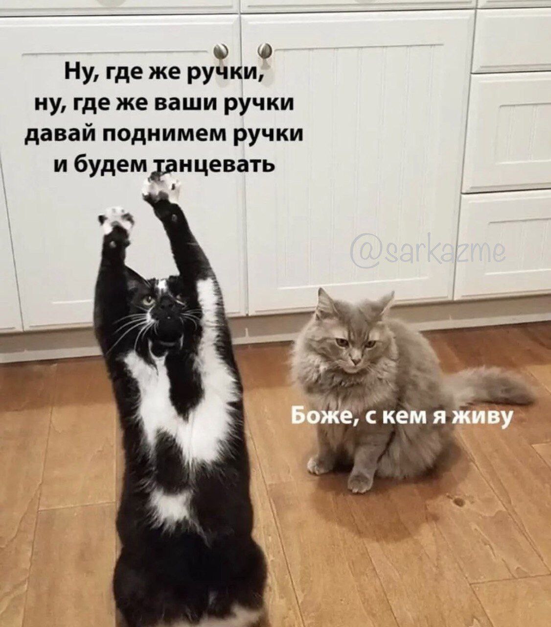 Ну где они давай. Давай поднимем ручки и будем танцевать. Настроение пятница. Анекдоты про кошек. Ну где же ваши ручки.