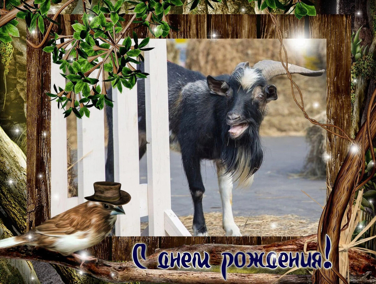 день рождения тимур