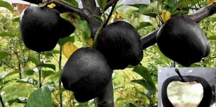 lazy_smart_crop_720x356