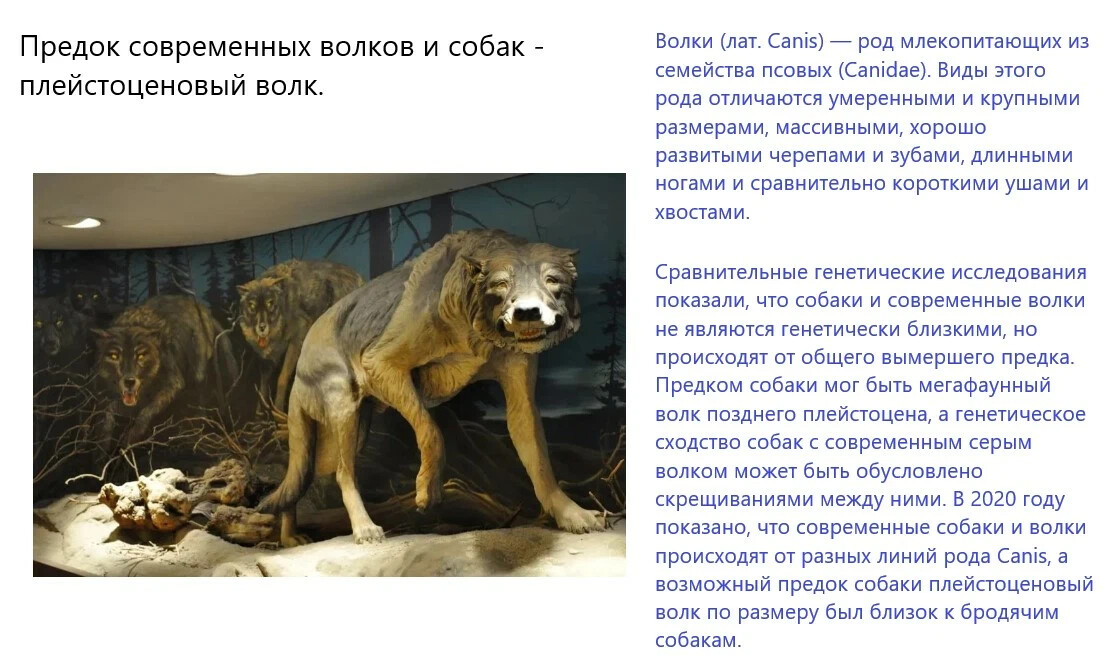 Предок современной собаки. Саблезубые животные вымершие. Альтруистическое поведение животных. Саблезубый тигр. Вымершие Хищные животные.