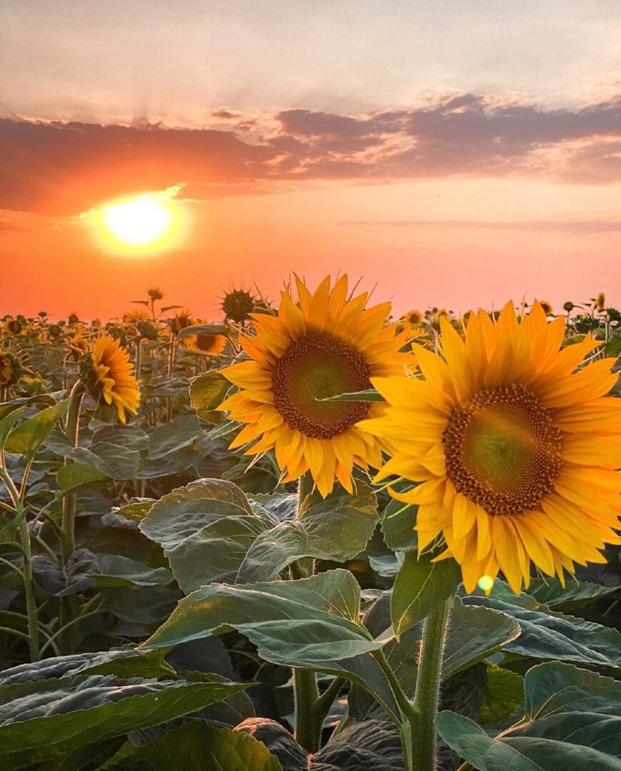 Машина в подсолнухах ночью