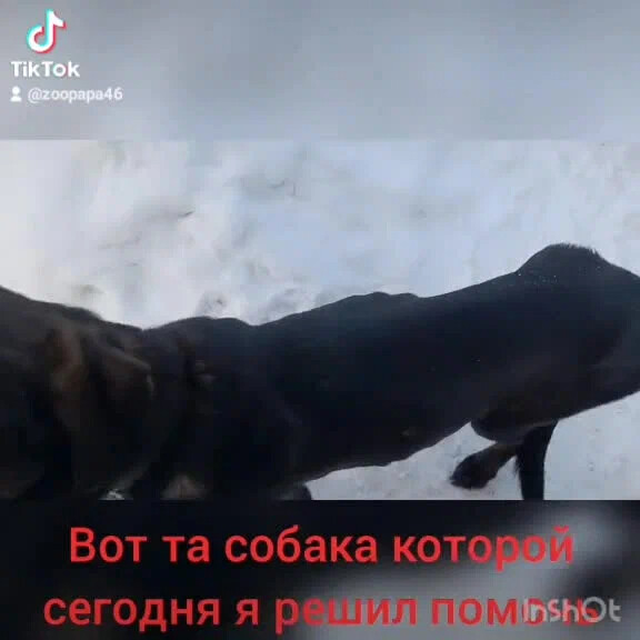 Зоопапа курск спасение животных. Зоопапа курск спасение животных. Зоопапа курск спасение животных. Зоопапа курск спасение животных. Зоопапа курск спасение животных.