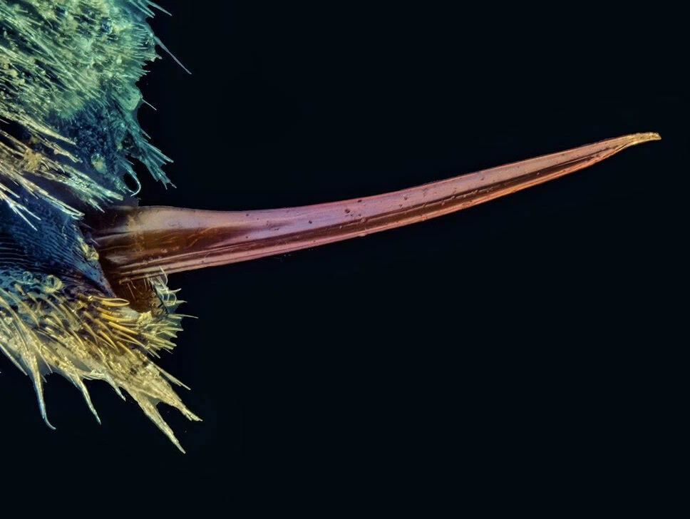 Сұр колготкидегі секс