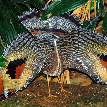 lazy_smart_crop_356x356