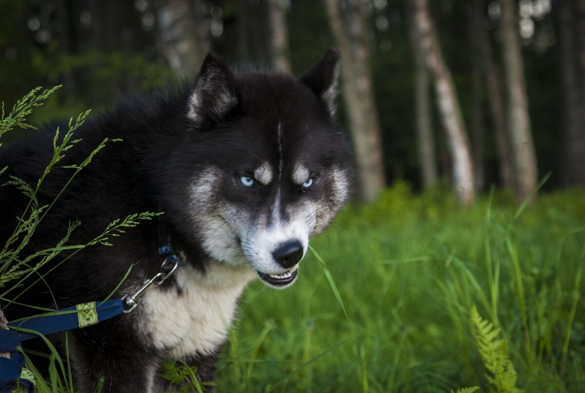 Дог ви траст. Немецкий дог молоссы. Тихомирова марина эксперт ркф. Хаски дзен. Немецкий дог чемпион мира.