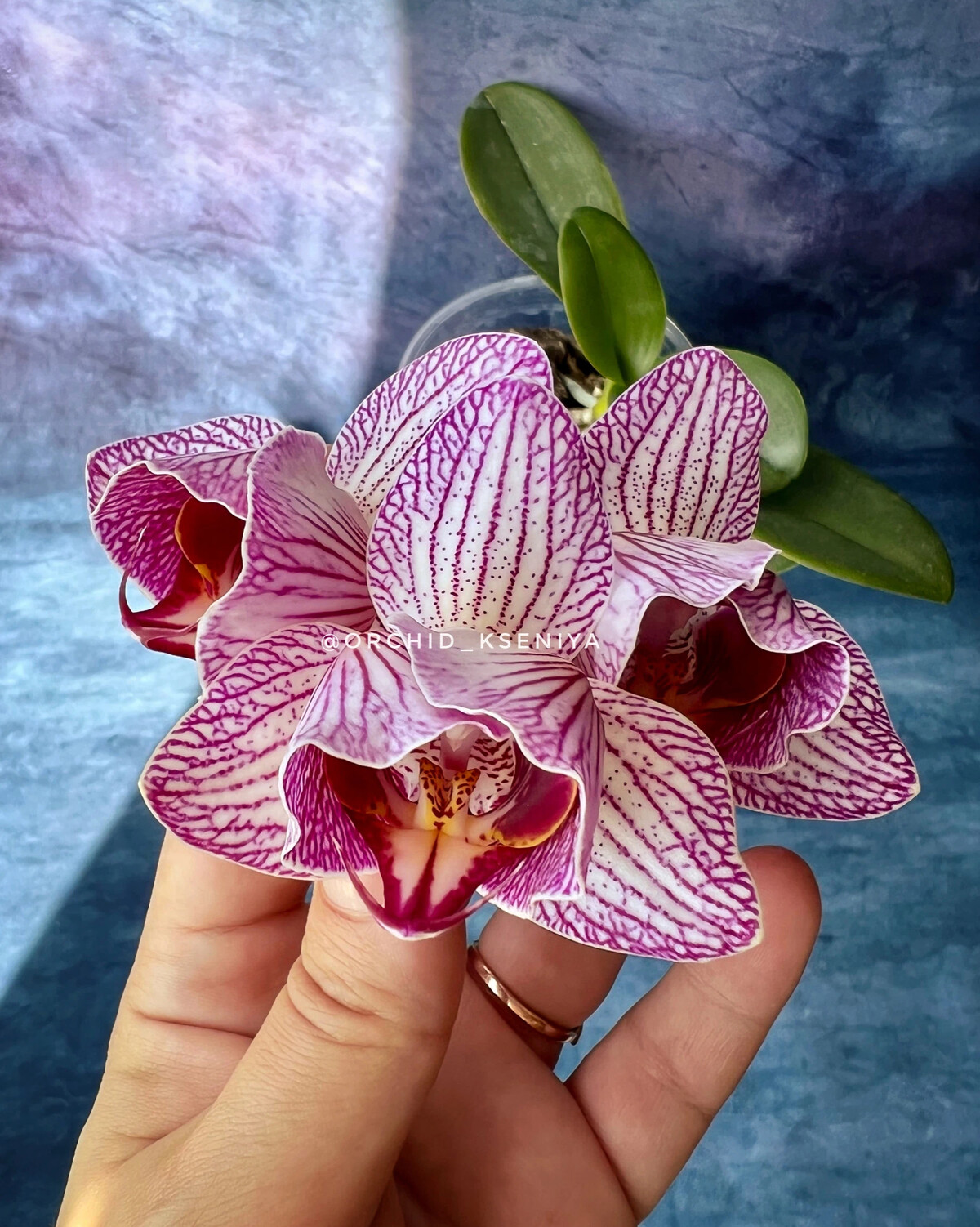 Phal. Chialin Rainbow (peloric - 2 Eyes)