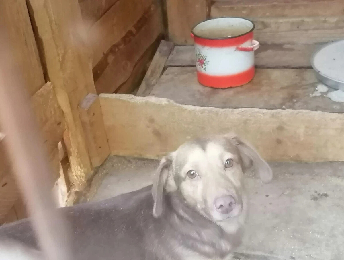 кот и пес территория надежды дзен