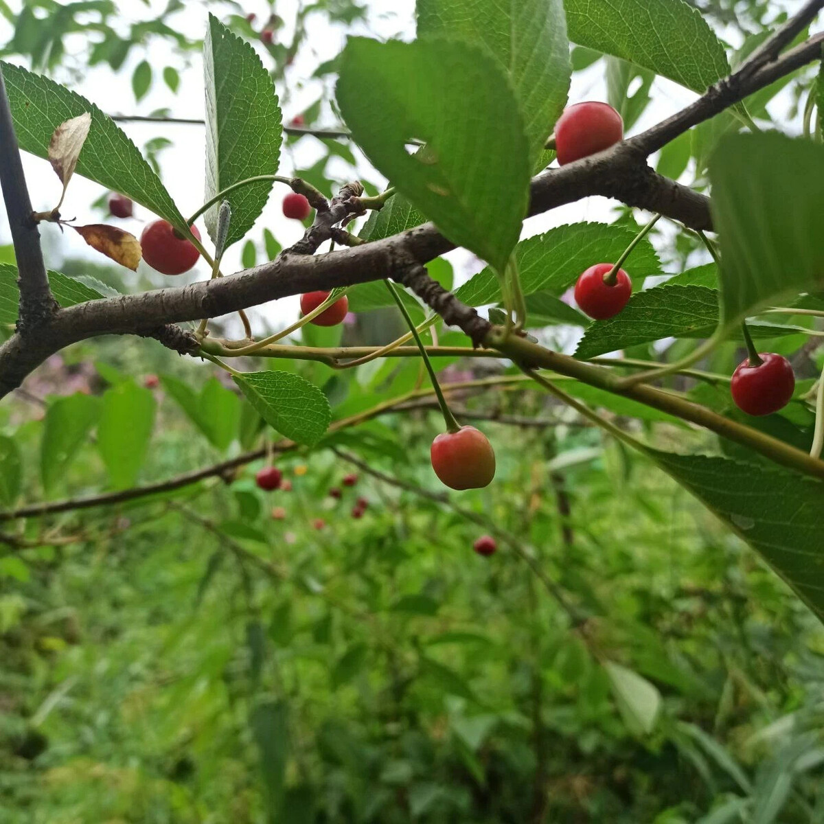 Вишня растет после. Поспели вишни. Когда созревает вишня. Вишня в Курганской области. Где растет вишня.