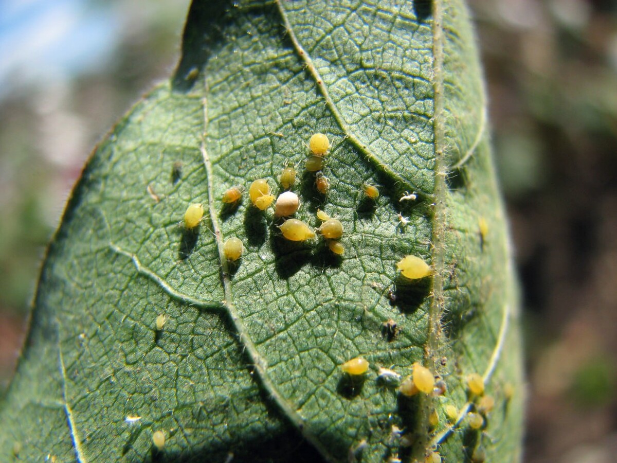 Тля на огурцах фото. Тля бахчевая (Aphis gossypii). Бахчевая (хлопковая) тля. Aphis gossypii на огурце. Aphis gossypii Glov.