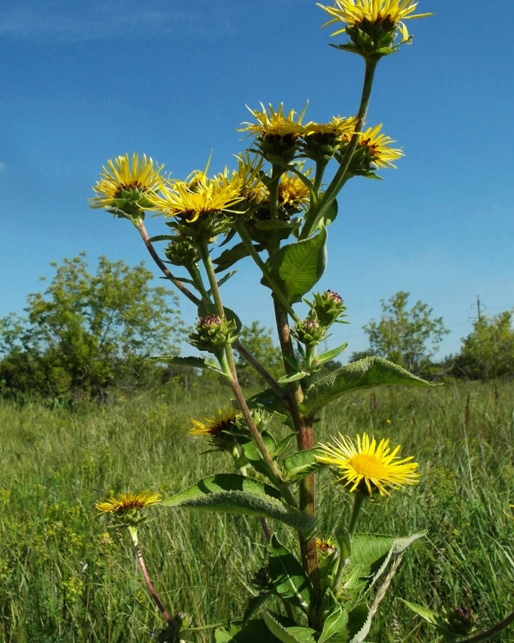 Девясил высокий (Inula Helenium)