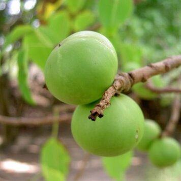 lazy_smart_crop_356x356