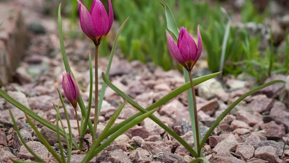 Тюльпан Липского Tulipa lipskyi