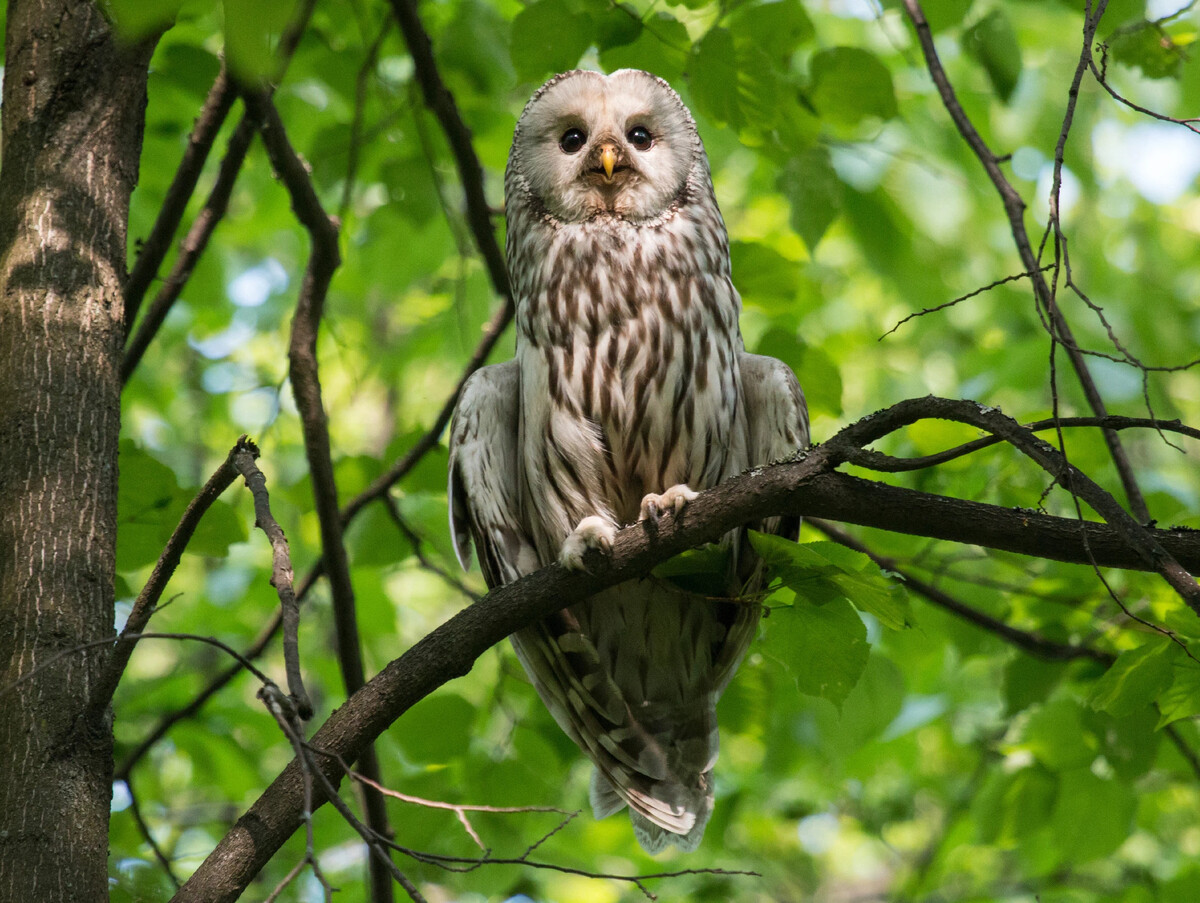 Самка длиннохвостой неясыти защищает гнездо от непрошеных гостей. Поза ...