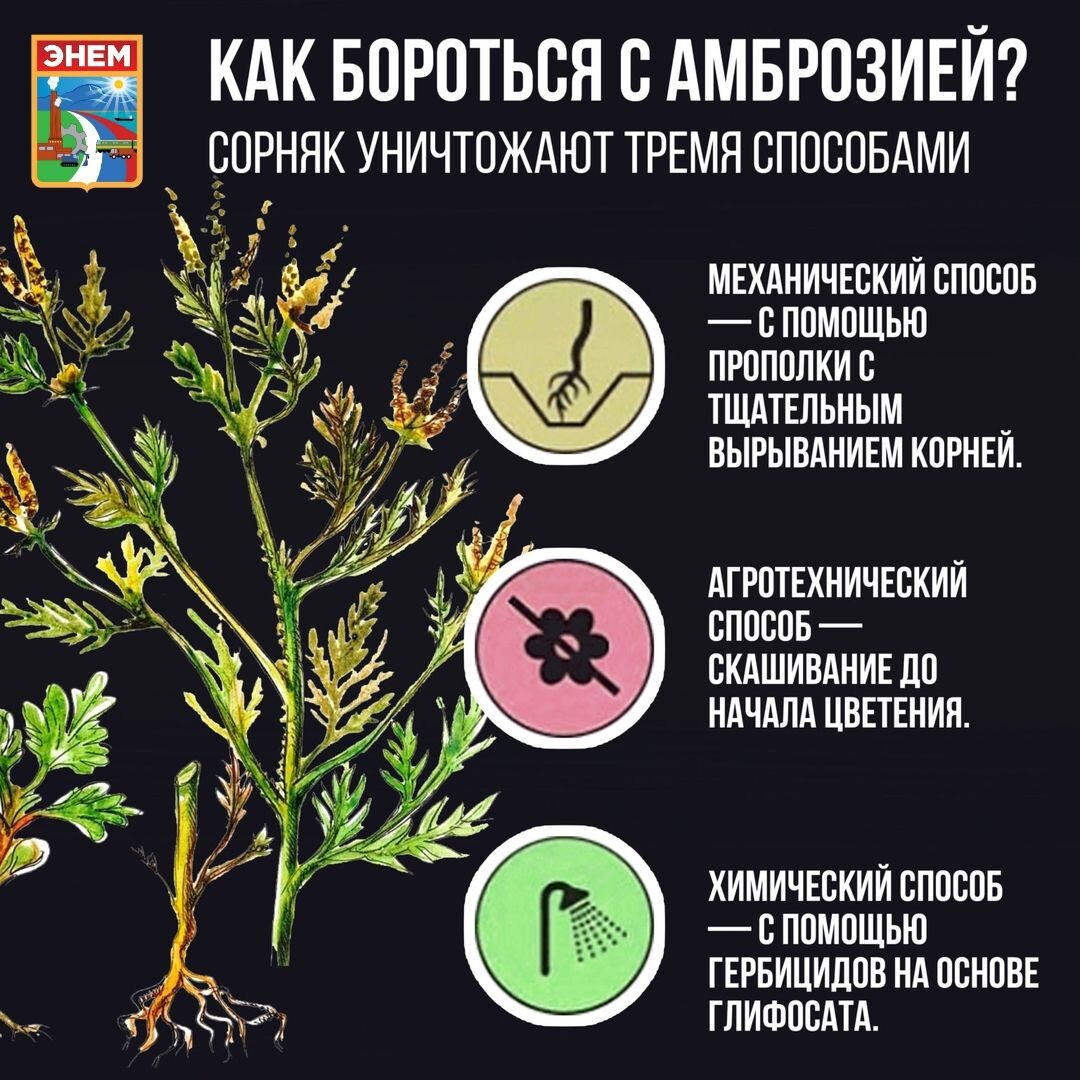 От сильной аллергии на амброзию