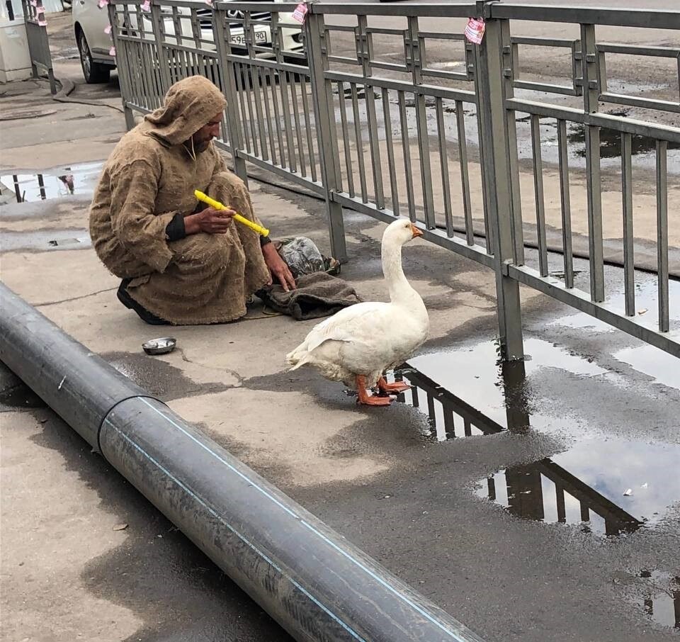 Гуси холмогоры чистопородистые. Редкие породы гусей. Холмогорские гуси. Гусь воронежский. Благоварские гуси.