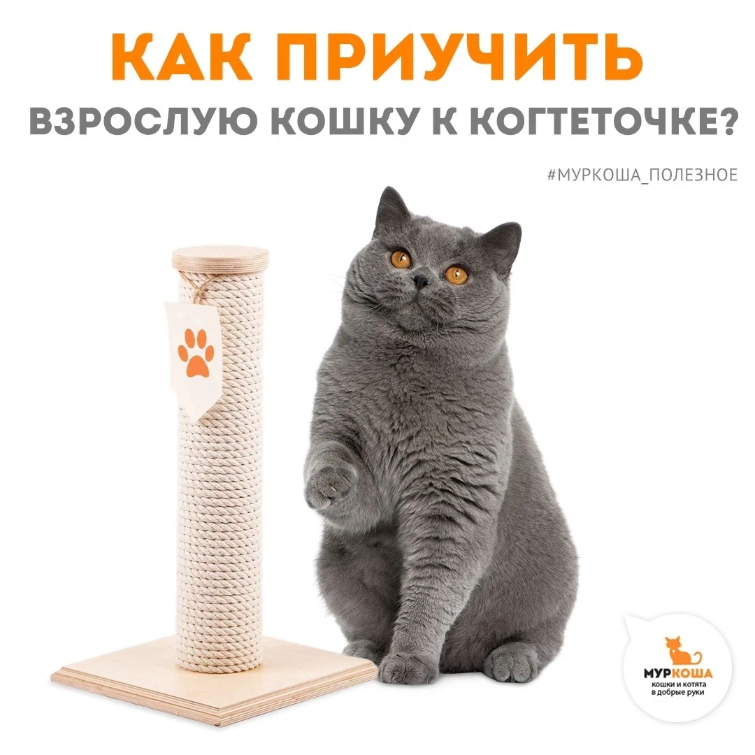 Как приучить взрослую кошку к когтеточке? 🐾 Зачастую люди не задумываются  над… | Центр помощи кошкам «Муркоша» | Дзен